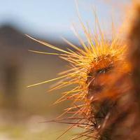 هناء هاندميد